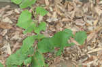 Autumn goldenrod 